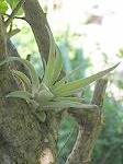 TILLANDSIA : PLAGIOTROPICA